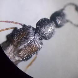 Liogluta longiuscula